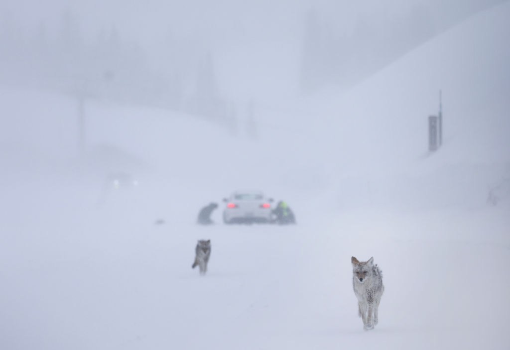 Car stuck in snow with two wolves in foreground