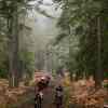 dirt bikers cruising through foggy pines