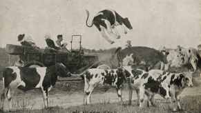 Laws in Wisconsin protect the cows seen here in a scene from 1915