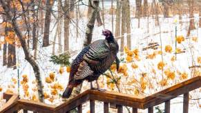 A wild turkey spotted in Mendota Heights, Minnesota, in the midwest and west of Wisconsin