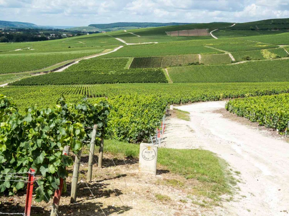 The rolling green fields of a vineyard in the Champagne region of France.