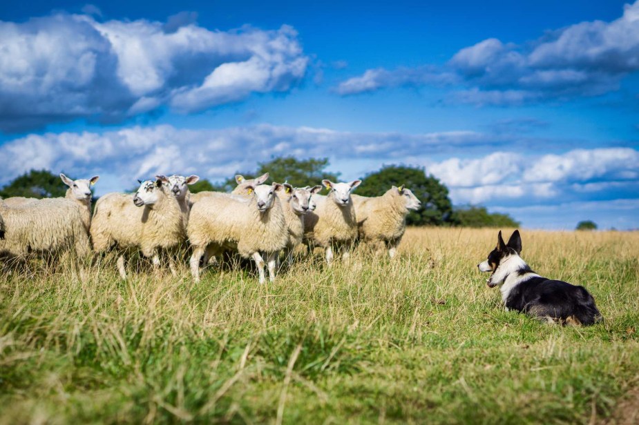 Border Collie herding dog and a flock of sheep in a green field under a blue sky.