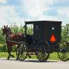 An Amish person drives a horse and buggy.