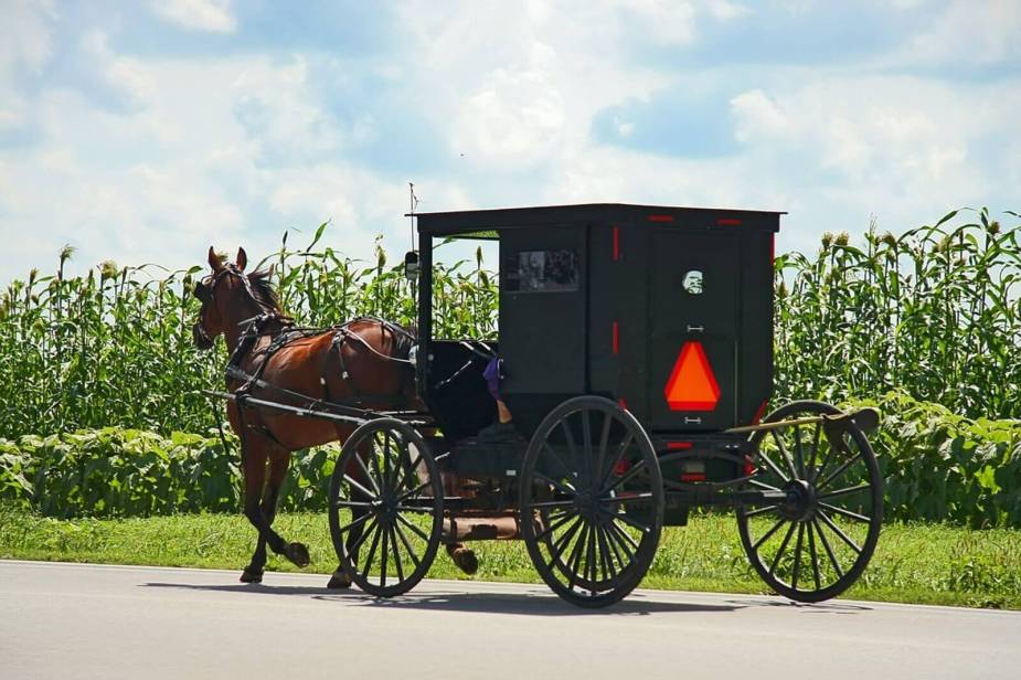 An Amish person drives a horse and buggy.