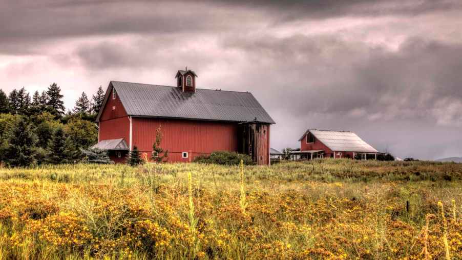 The red barn on an Idaho sheep farm, flowers visible in the background.