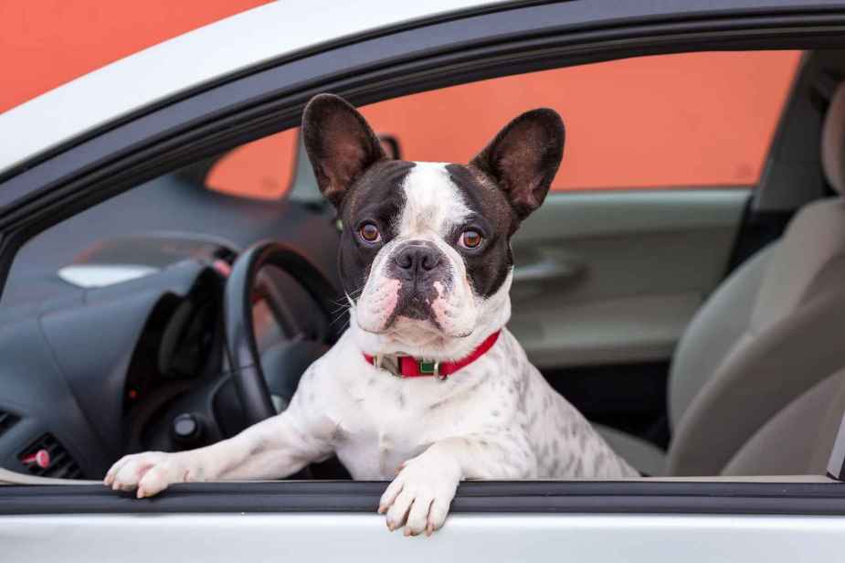 A white and black French bulldog is shown standing on the front seat of a car with front paws on the window ledge.