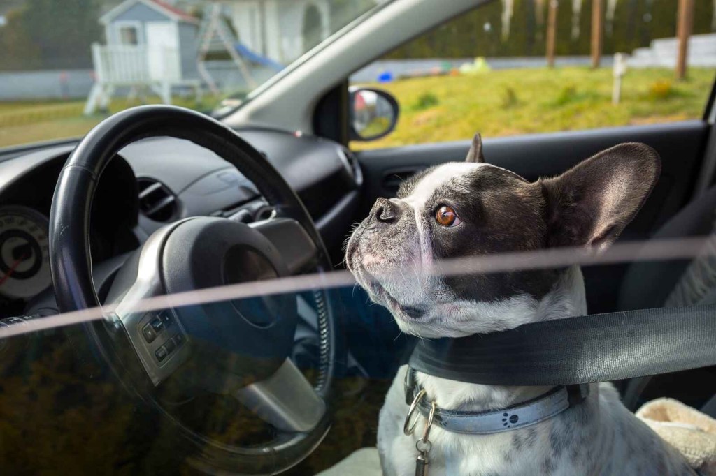 A black and white French bulldog sits on the front seat of a car and looks out the windshield in left profile view