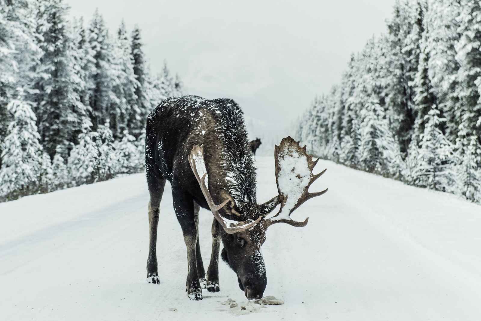 A bull moose stands in the middle of a road in winter licking salt