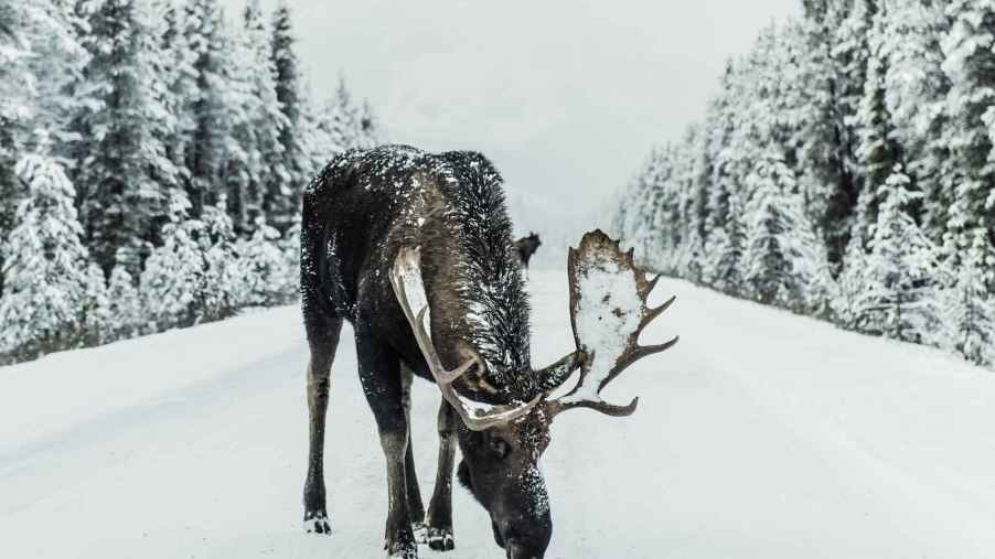 A bull moose stands in the middle of a road in winter licking salt