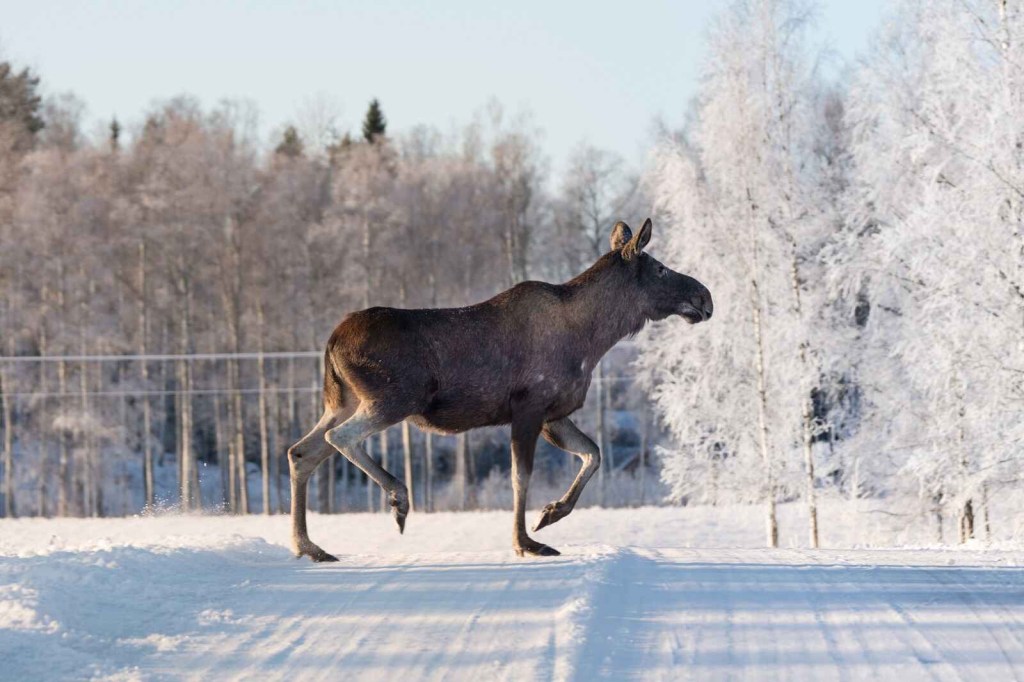 A moose crossing a road in winter in profile view