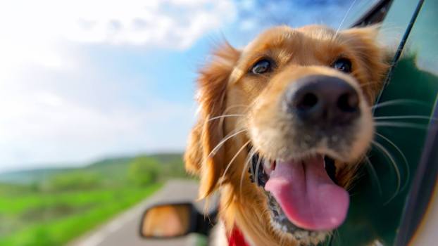 5 of the Best Cars for Dogs and Their Owners in 2024