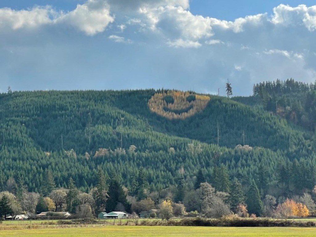A hillside planted with a "smiley face" shape of yellow trees.