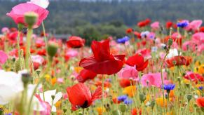 A field of red and pink wildflowers.