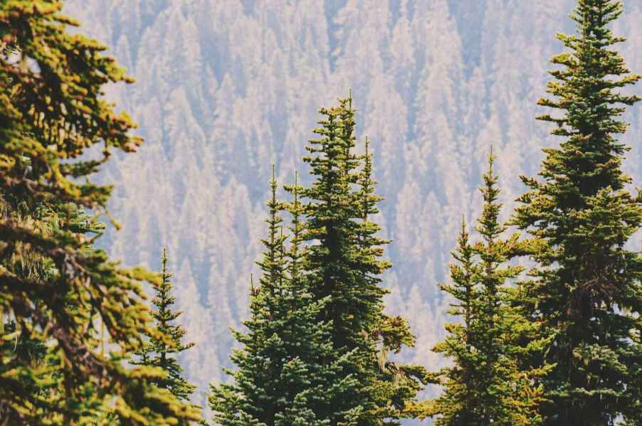 Several pine trees in the foreground, a mountainside forest visible in the background.