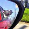 Pit bull hangs her head out the window while driving