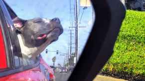 Pit bull hangs her head out the window while driving