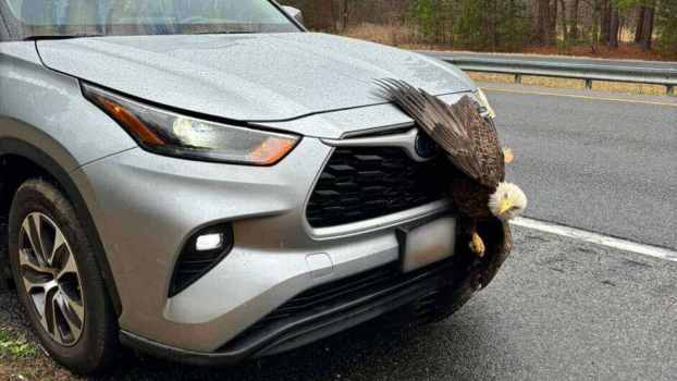 A bald eagle is stuck in a Toyota grille.