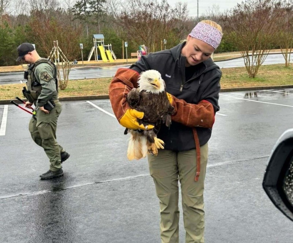 An animal control officer holds a rescued bald eagle. 
