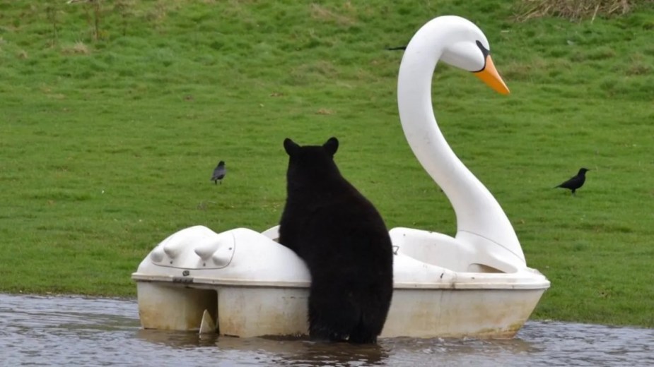 Black bear climbing into a swan-shaped pedal boat.