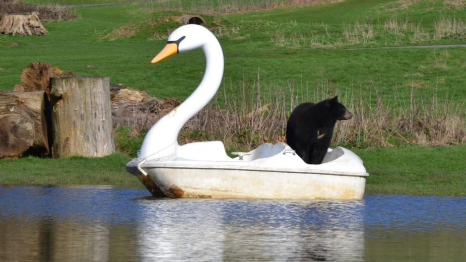 Black bear sitting inside a swan-shaped pedal boat.