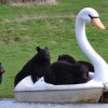 Five black bears pile on a swan-shaped pedal boat in their zoo's pond.