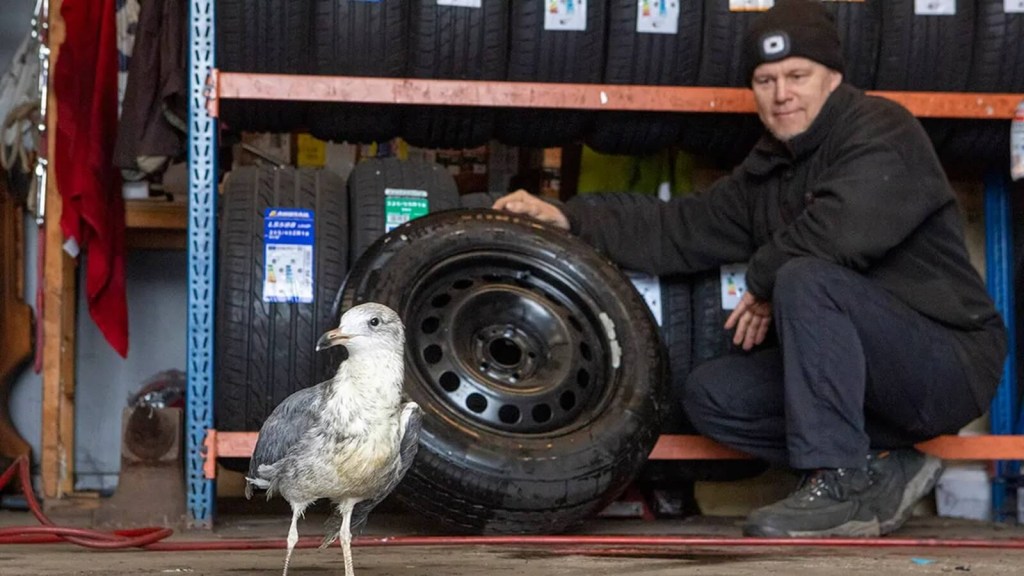 Mechanic Bruce Garden sits with Hopeful the seagull in his shop. 