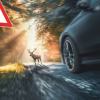 A car comes close to hitting an animal, a deer, in the road.