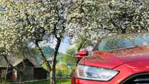 Red Ford Fusion parked in front of a blossoming tree in a farmyard