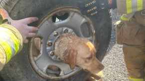 A yellow lab with her head stuck in a truck's spare tire rim.