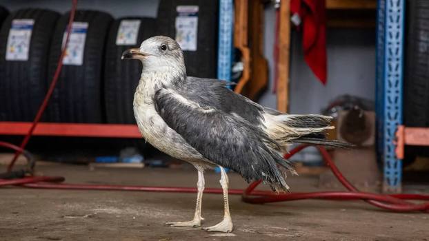 Mechanic Finds Unlikely Companion in a Seagull He Nursed Back to Health