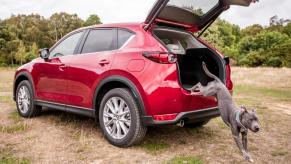 Mazda CX-5 With Dog Jumping Out of the Rear