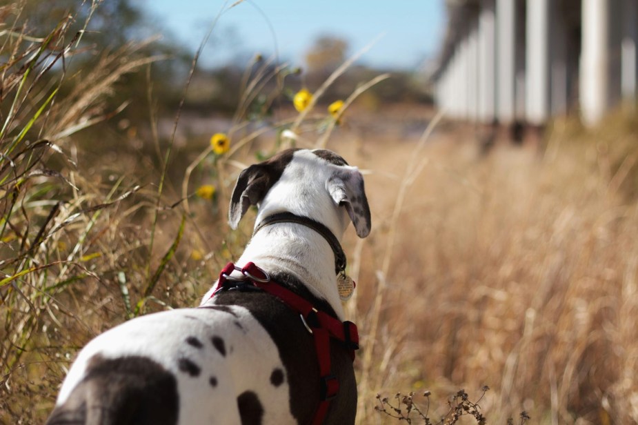 White and brown dog stands in a field, flowers visible in the foreground.