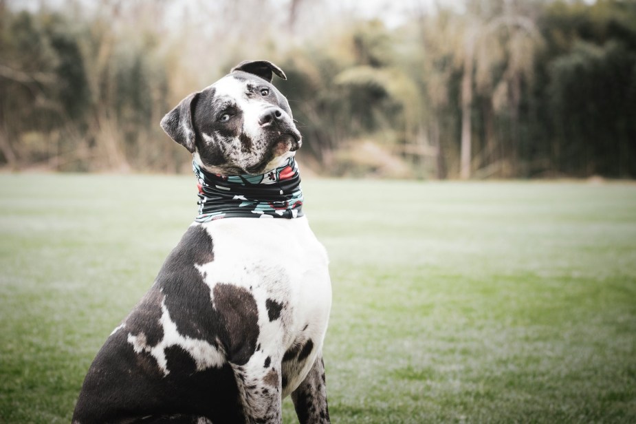 Pit bull dog sitting in a field