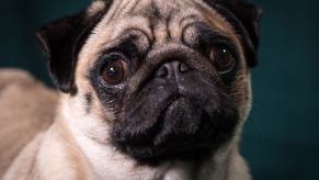 Portrait of a pug dog with a tan body and black nose.