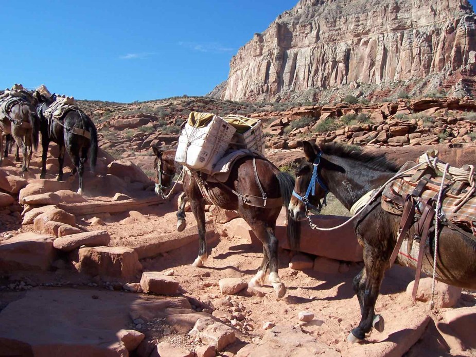 Mule train returns from carrying the mail to Supai, Arizona in the Grand Canyon