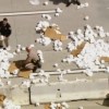 Toiler paper rolls on the California highway