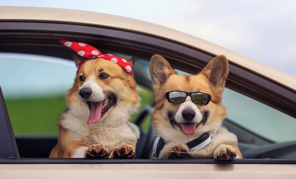 Two corgi dogs sit up in an open car window smiling one wearing red and white polka dot bandana headband another wears black sunglasses and white headphones around neck