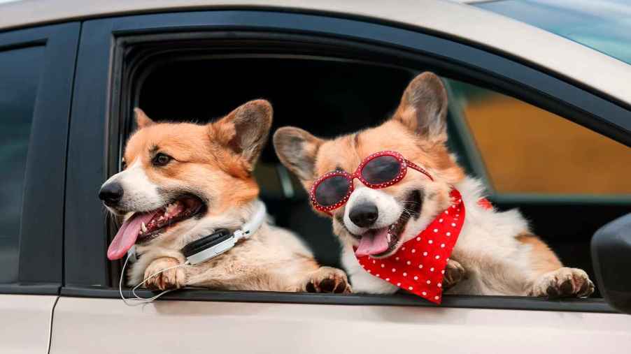 Two corgis shown smiling out of a car's front passenger window one wears red sunglasses and bandana other wears white headphones around shoulders