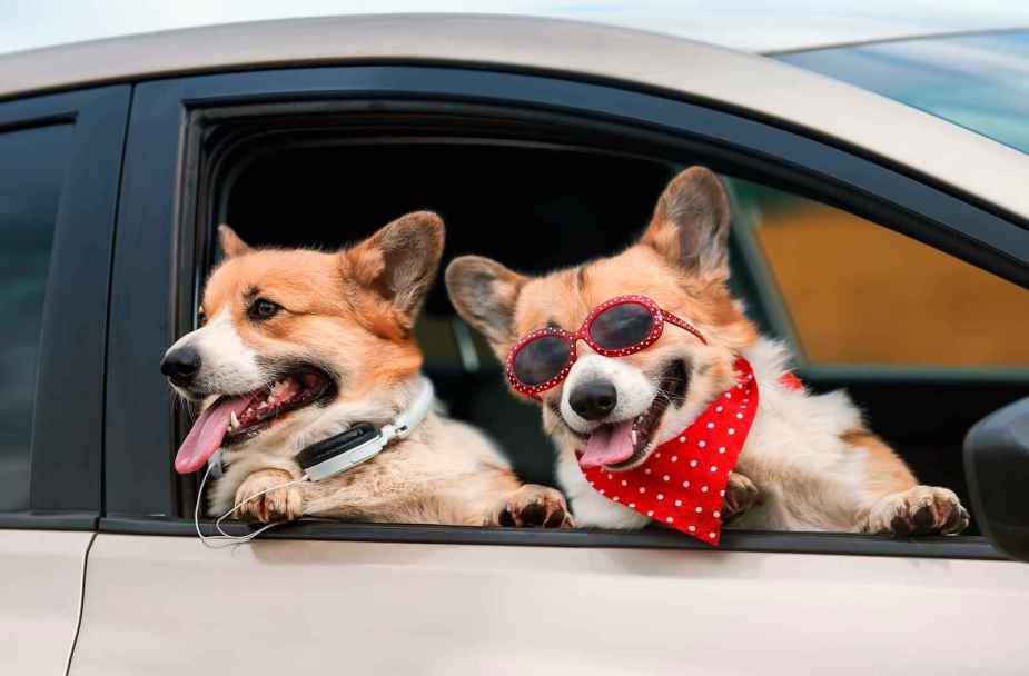 Two corgis shown smiling out of a car's front passenger window one wears red sunglasses and bandana other wears white headphones around shoulders