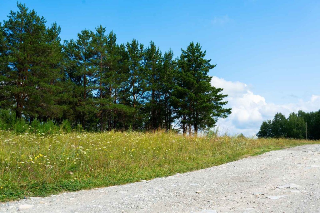 Gravel road in lower right of frame jack pine and wildflowers in mid to upper frame
