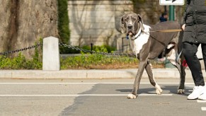 A Great Dane on a leash with owner wearing black puffy coat black pants walking waist down from right of frame to center crossing the street