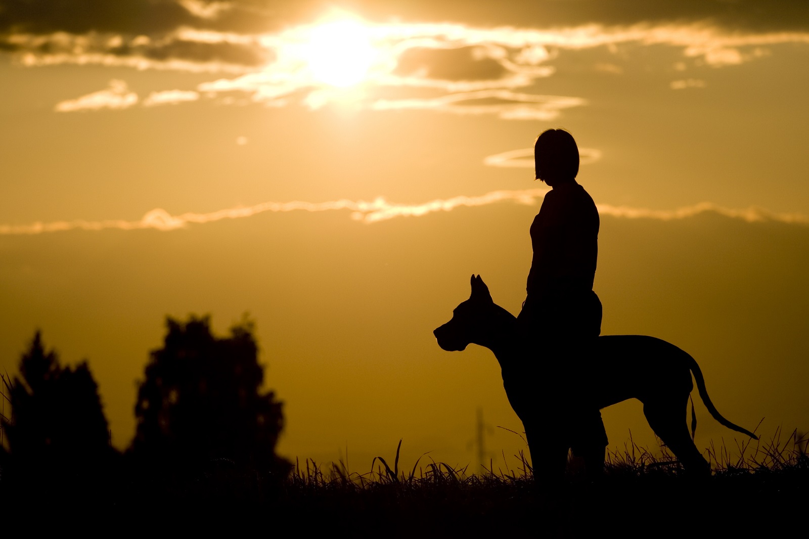 A Great Dane and owner shown in black silhouette sunsetting sky in background