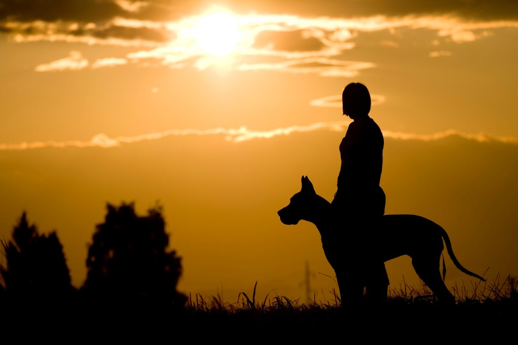 A Great Dane and owner shown in black silhouette sunsetting sky in background