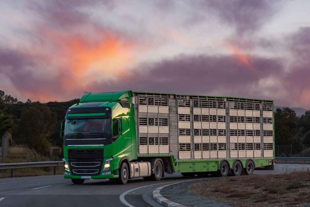 A green livestock transport truck going around a left bend in left front angle view