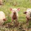 Three tiny piglets shown in grass standing in a row mud on snouts