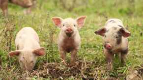 Three tiny piglets shown in grass standing in a row mud on snouts