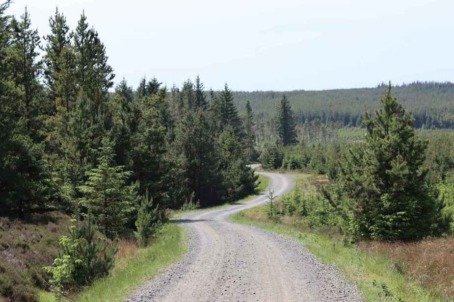 Remote forested gravel road lined with jack pine