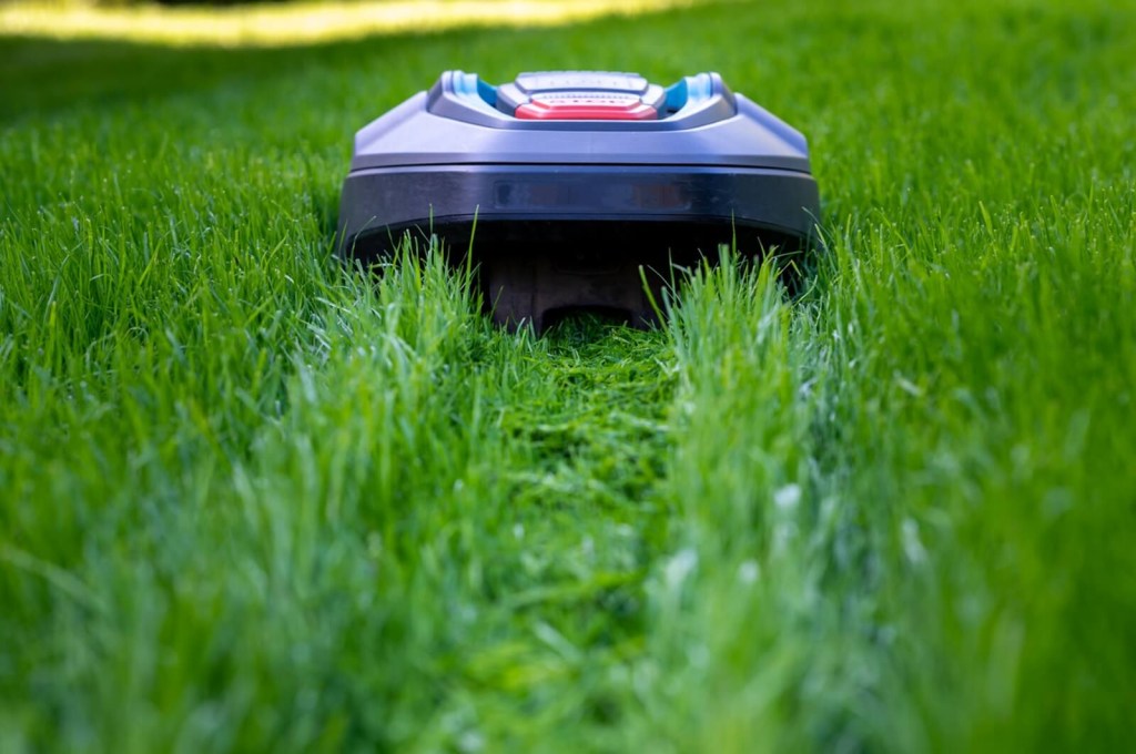 A robot lawn mower on a tall lawn. 