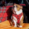 A bulldog sitting in the back of a car