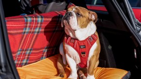 A bulldog sitting in the back of a car
